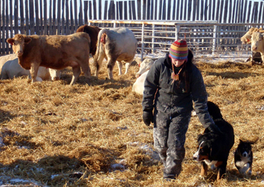 Wilma and Jill Checking Cows